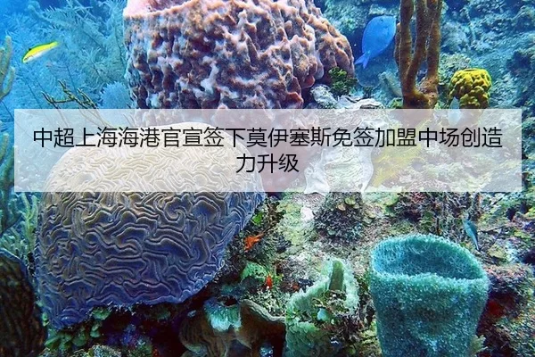 zhong-chao-shang-hai-hai-gang-guan-xuan-qian-xia-mo-yi-sai-si-mian-qian-jia-meng-zhong-chang-chuang-zao-li-sheng-ji-3-511.jpg